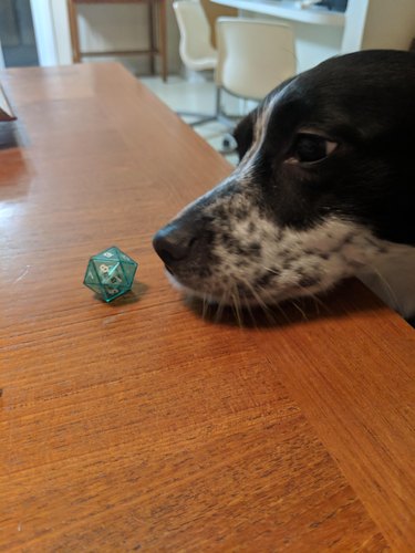 Dog looking at a single 20-sided die
