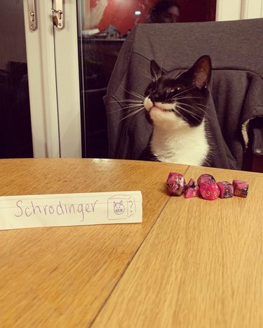 Cat sitting at table with dice