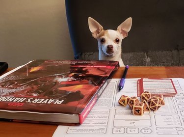 Dog sitting at table with character sheet, dice, spell cards and Player's Handbook