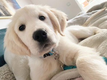 A golden retriever puppy laying on a bed and looking at the camera.