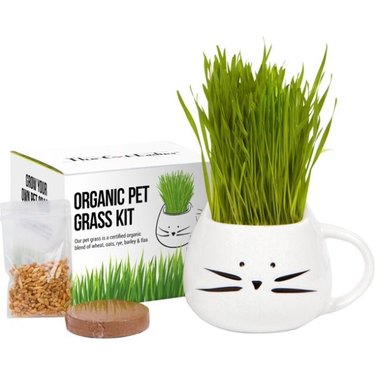 The Cat Ladies Organic Cat Grass Growing Kit with Organic Seed Mix