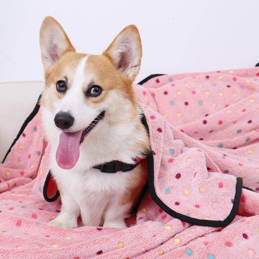 Corgi cuddled up in a Pawz Road Pet Blanket in pink with colorful polkadots.