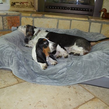 Two Basset Hounds sharing a PetFusion Premium Dog Blanket in gray