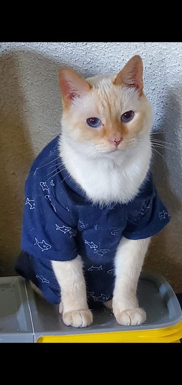 Ginger and white cat wearing a blue shark print t-shirt.