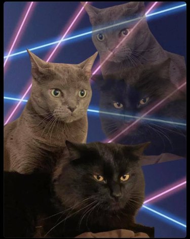 Gray cat and black cat Photoshopped with laser background.