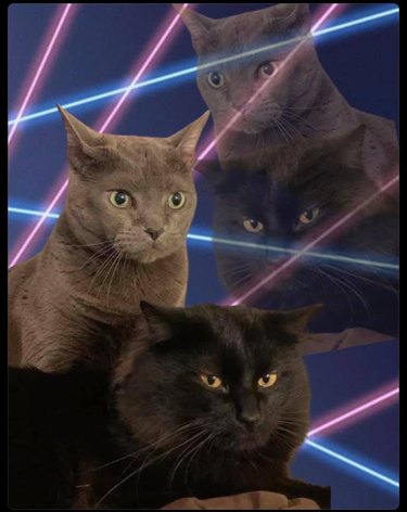 cats Photoshopped into a class portrait with lasers