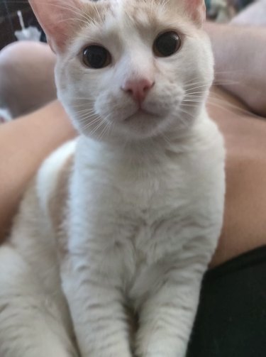 Ginger and white cat with big eyes looking at the camera.