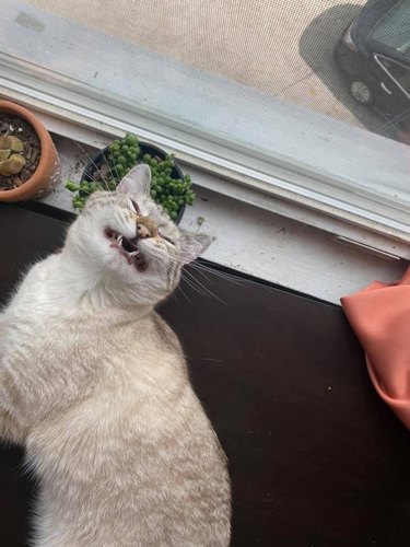A white cat is caught mid-sneeze and is sitting by a window.