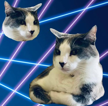 Gray and white cat with side-eyes and folded paws photoshopped into laserbeam background.