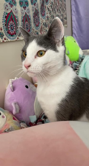 Gray and white cat sitting on a bed with toys and looking ahead.