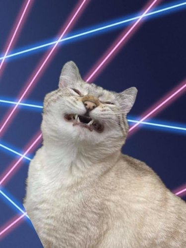 White cat sneezing with a lazer beam background behind them.