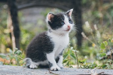 gray and white kitten sitting outside by grass.