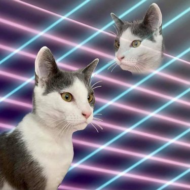 Gray and white cat photoshopped with laser beam background.