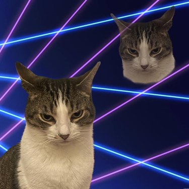 Squinting cat Photoshopped into a class portrait with lasers.