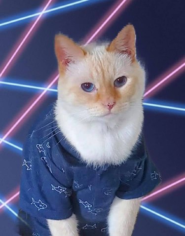 Ginger and white cat wearing a blue shark print t-shirt with laser background.