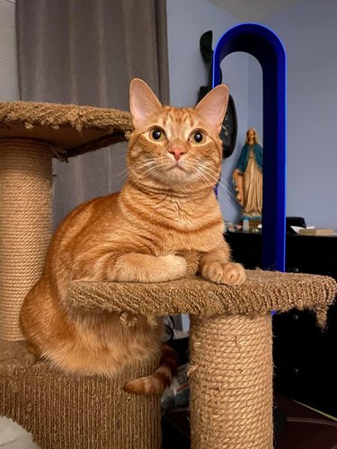 Ginger cat sitting on a cat tree.