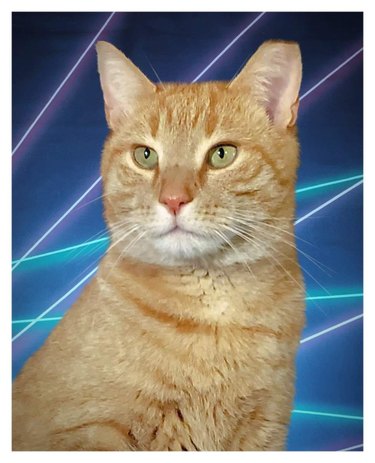 ginger cat photoshopped into a class portrait with lasers.