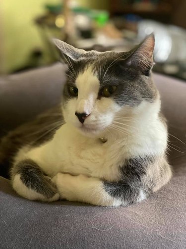 Gray and white cat looking at the camera with a side-eye expression and folded paws.