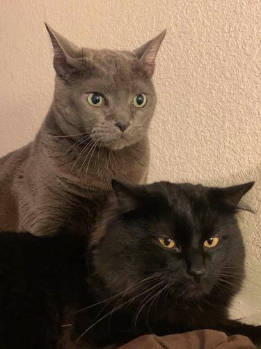 A gray cat and a black cat sit together for a portrait.