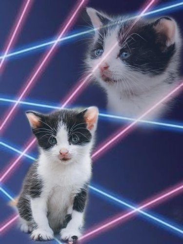 cats Photoshopped into a class portrait with lasers
