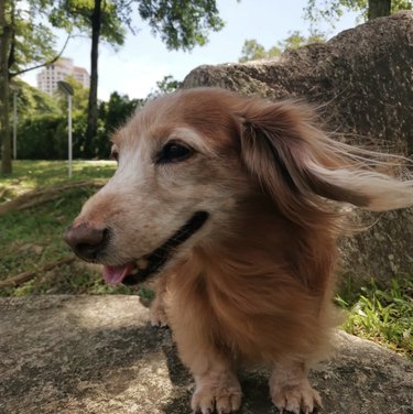 A happy daschund is enjoying the wind blowing their ears.