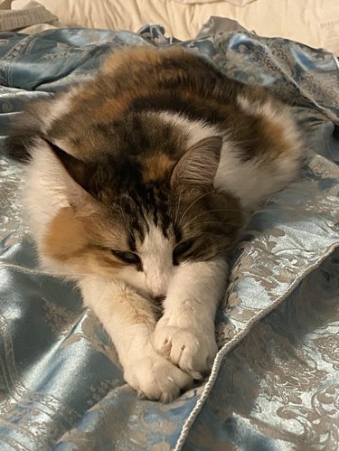 A cat is resting their head in their front paws, while sleeping on a silk sheet.