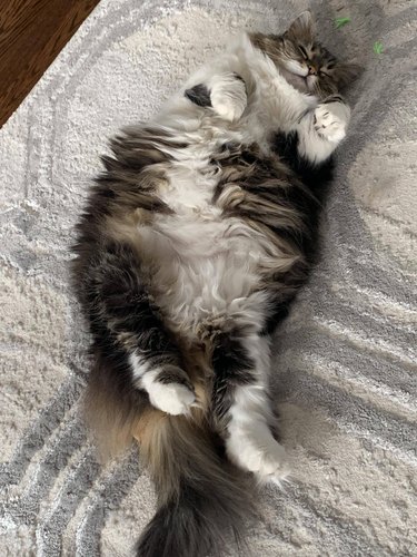 A fluffy cat is sleeping on their back.