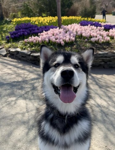Happy Malamute puppy sitting in front of a flower garden with pink, yellow, and purple flowers.