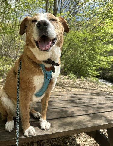 A happy dog is sitting on top of a picnic table in the woods.