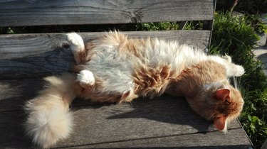 Cat in helical position on outdoor bench