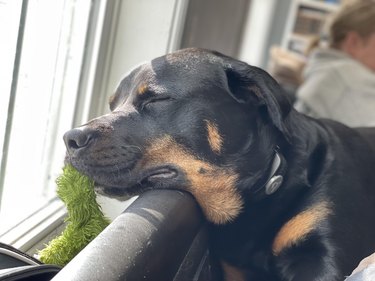Rottweiler sleeps next to windowsill with toy in mouth