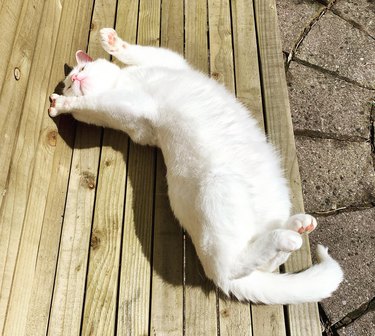 White cat laying in sunny spot on deck shows pink toe beans to sky