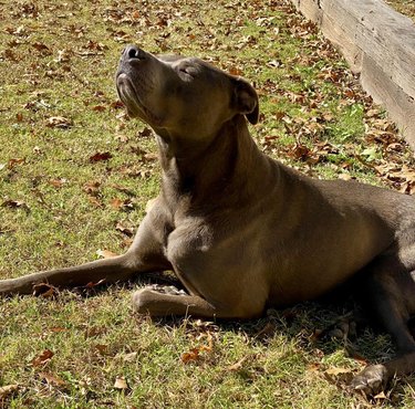 Dog lays on lawn with nose lifted in air