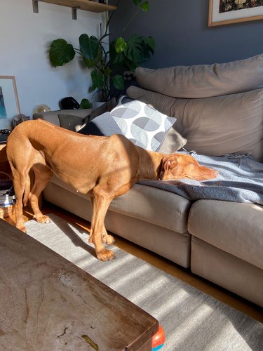 Rhodesian Ridgeback stands in sunny spot with head resting on couch