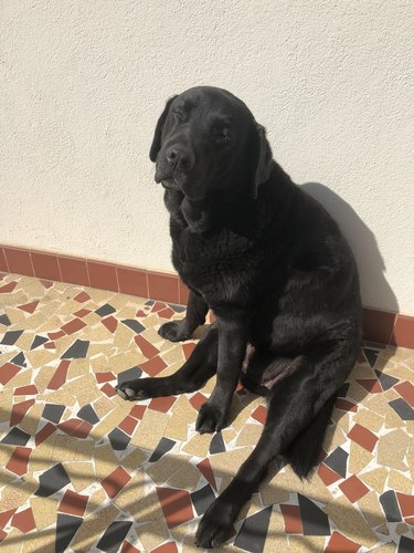 Black Labrador sits in sunny spot on tile floor