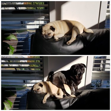 Pug sleeps in sunny spot on back of couch, second pug sits on top of first pug