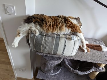 A cat has their four legs hanging across a cat bed.