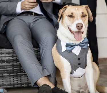 Large dog wearing gray tuxedo harness with a light blue satin bow tie.