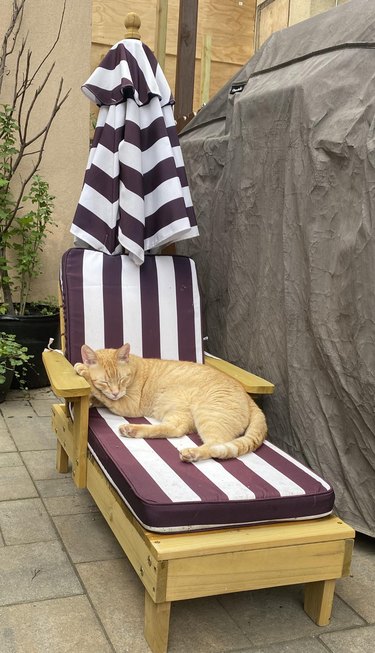 Cat sleeps on miniature sun lounger