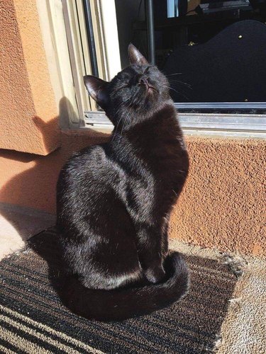 Black cat sits in sunny spot