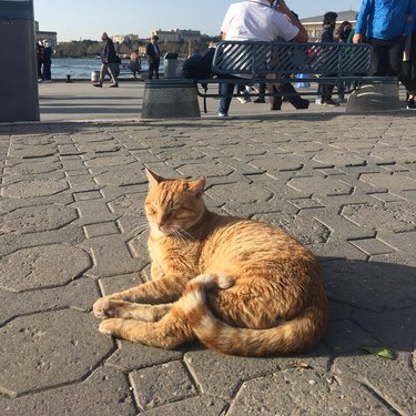 Ginger cat sits in sunny spot on public walkway in Istanbul