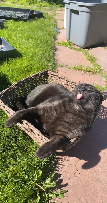 Cat with tongue sticking out lounges in basket on lawn