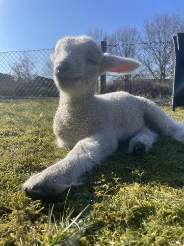 Lamb laying in grass on sunny day