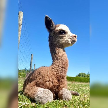 Baby alpaca sits in sunny meadow