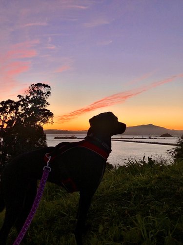 Silhouetted profile of a dog looking at a sunset on the water.