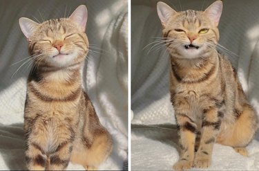 Cat sits on couch in sunny spot