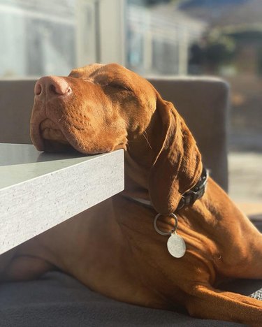 Dog rests head on outdoor table