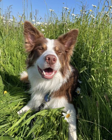 An Aussie border collie dog is closing their eyes and enoying the sun, while sitting in a grassy field of daisies.
