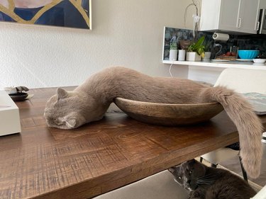 Cat sleeping halfway in a bowl with its spine at an uncomfortable-looking angle