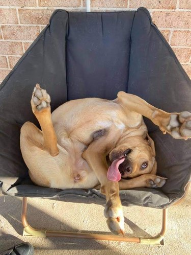 Dog laying upside down in a chair